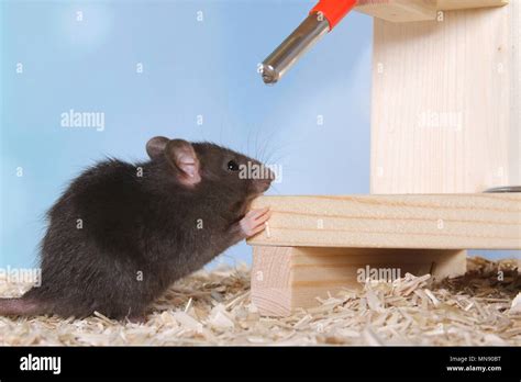 Gnawing Rats Hi Res Stock Photography And Images Alamy