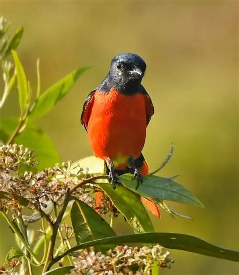 Scarlet minivet - Facts, Diet, Habitat & Pictures on Animalia.bio