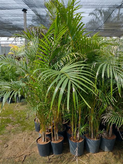 Areca Bambu Nome Cientifico - Muda de Palmeira Areca Bambu (Dypsis lutescens) - Plantas Dona Euzébia