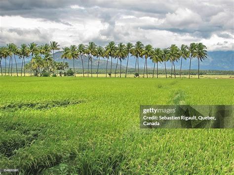 Rice Field In Tamil Nadu India High-Res Stock Photo - Getty Images