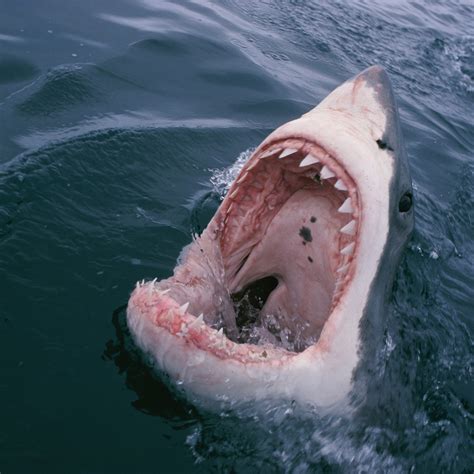 Largest Great White Shark Attack