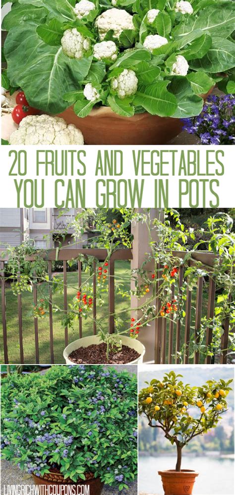 20 Fruits And Vegetables You Can Grow In Pots Growing Vegetables