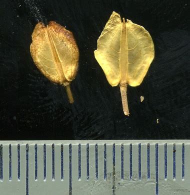Iberis amara L. (Иберийка горькая, Brassicaceae)