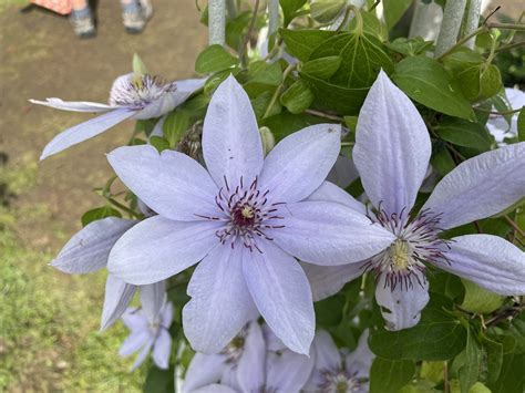 Clematis Bernadine Floyds Clematis And Climbers