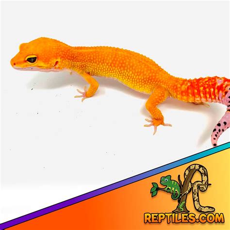 Leopard Gecko Colors