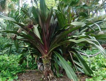 Crinum Lily Bulbs: How To Care For Crinum Lilies