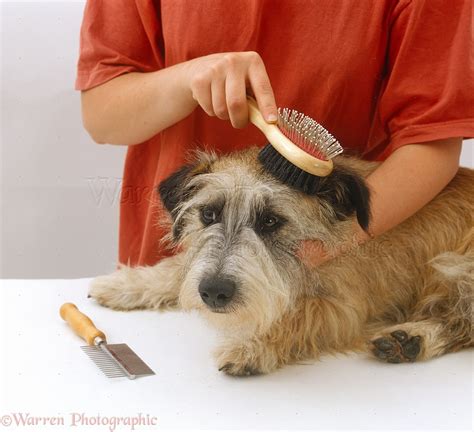 Dog Terrier Being Groomed Photo Wp12810