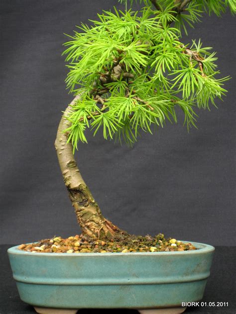 My Bonsai Pseudolarix