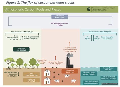 Carbon Stocks Fluxes And The Land Sector Forest Carbon And Climate