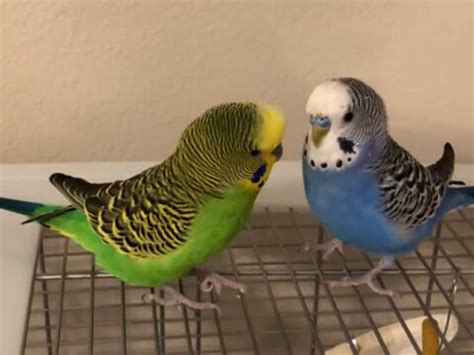 Parakeet Breeds - Parakeet and Budgies | ParakeetsAndBudgies.com ...
