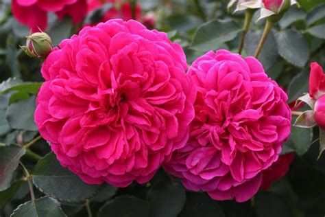 Роза томас бекет фото