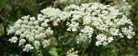 Hearth And Hedge Queen Annes Lace Wild Carrot