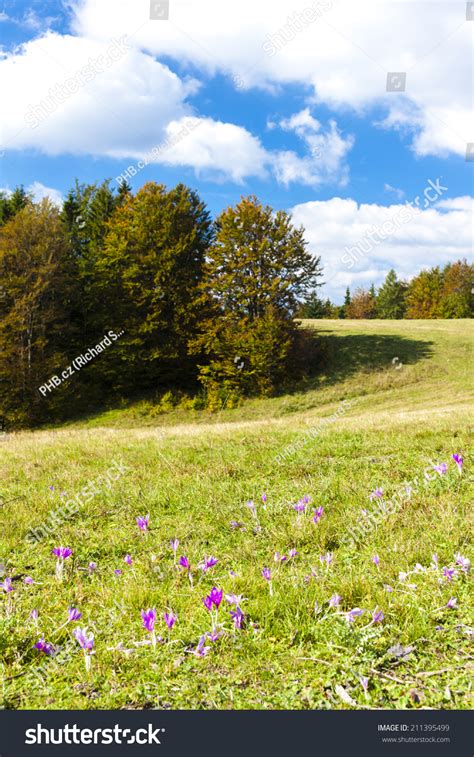 Meadow Blossom Nizke Tatry Low Tatras Stock Photo 211395499 Shutterstock