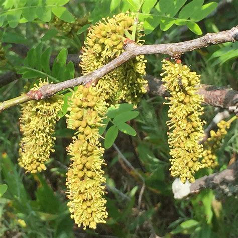 Honey Locust Tree Flowers