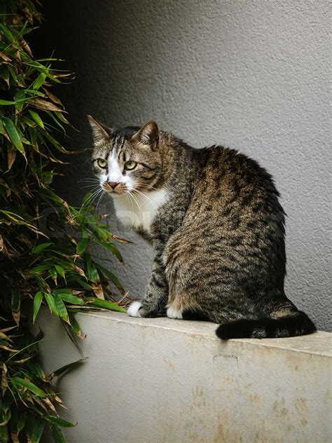 is bamboo harmful to cats