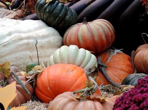 Pumpkin Patch Fall Harvest Autumn - Free photo on Pixabay