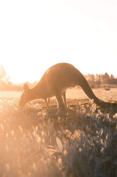 Toplinski Alarm U Australiji Ekstremne Vru Ine Dose U Opasnih