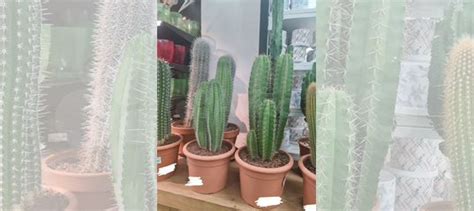 Кактус Мексиканский Полаския купить в Подольске | Товары для дома и ...