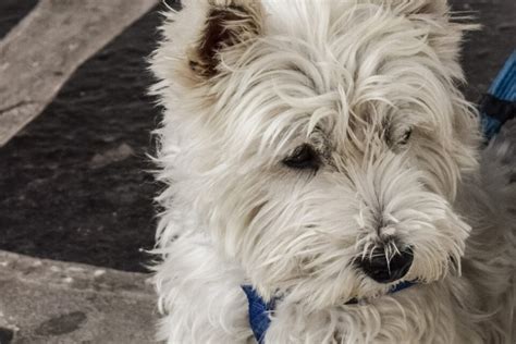 Dog Flaps UK | Local Installation