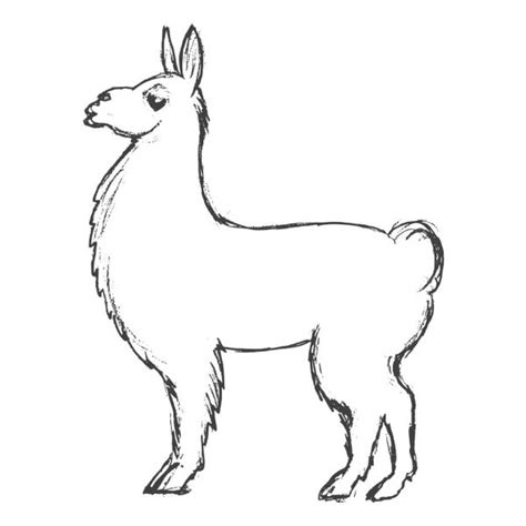 Llama Drawing Pic Drawing Skill