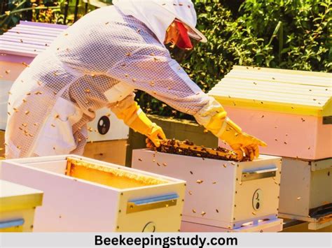 Perfect Time To Inspect Beehive In Different Seasons Beekeepingstudy