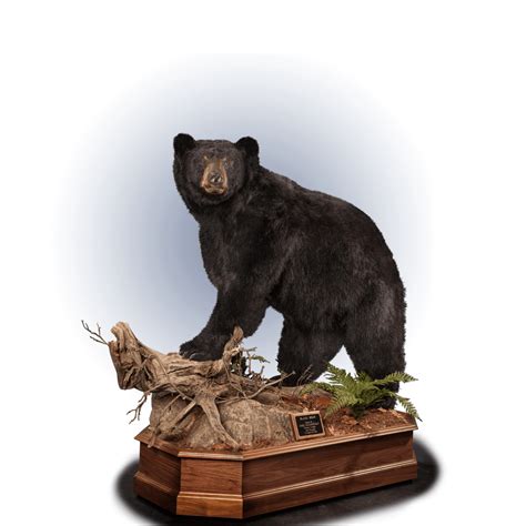Black Bear Bb103 Our Work Kanati Studio