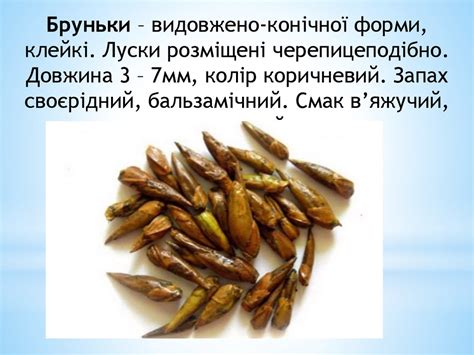 Дубильні речовини - презентация онлайн