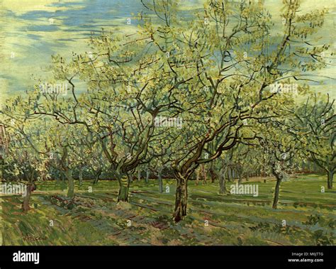 Orchard With Blossoming Plum Trees Van Gogh Vincent Willem