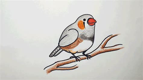 Great Tips About How To Draw Finches Foodactive