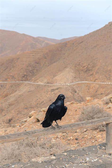 Crow Migration Fuerteventura Summer 2020 Famous Town Betancuria Photo
