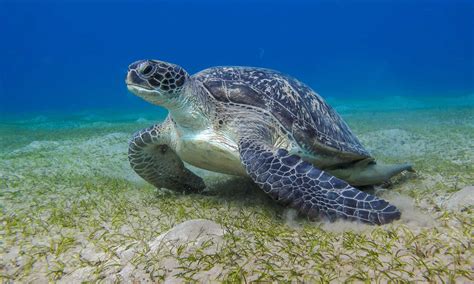 Sea Turtle Vs Tortoise What Are The Differences A Z Animals