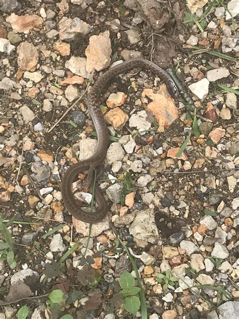 What Snake Is This Central Missouri Rwhatsthissnake