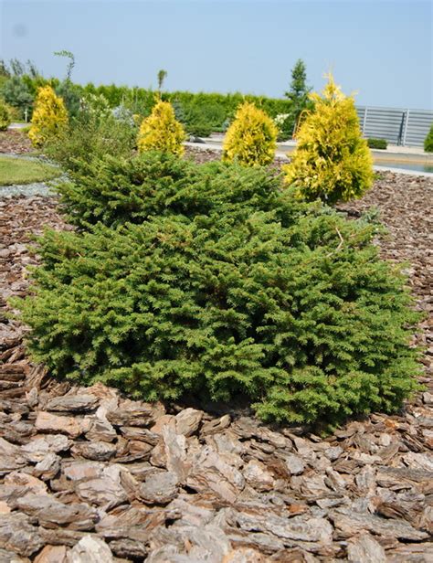 Ель обыкновенная `Нидиформис`, Picea abies `Nidiformis`