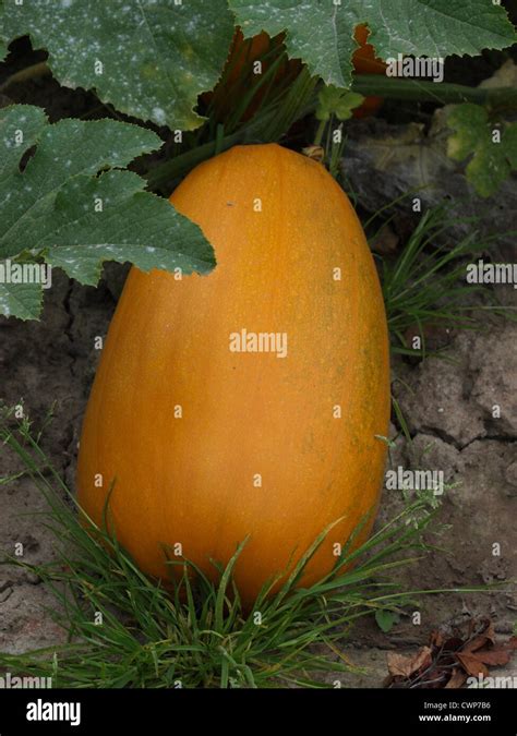 Oblong Pumpkin Uk Stock Photo Alamy