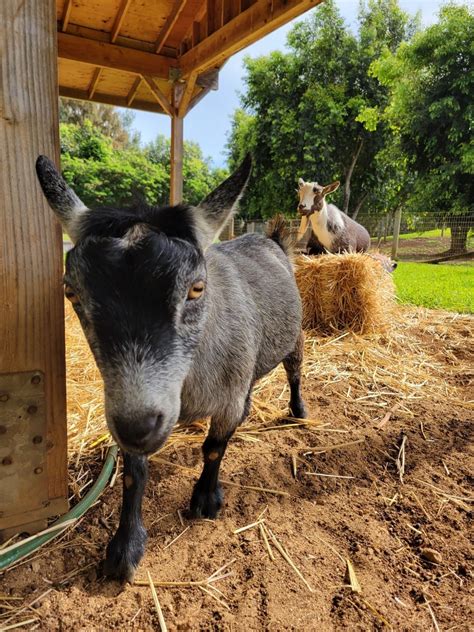 Why Did Mark Zuckerberg Name His Goat Bitcoin Tickernews