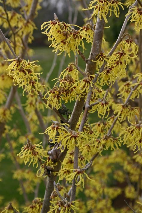 Hamamelis X Intermedia Arnolds Promise Witch Hazel Garden Center