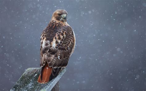 Red Tailed Hawk Audubon Field Guide