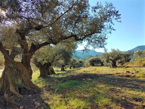 Extra Virgin Olive Oil Spain - a guide - Serriana Olive Oil