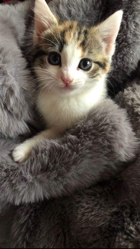 What Breed Is My Female Calico Cat? | ThriftyFun