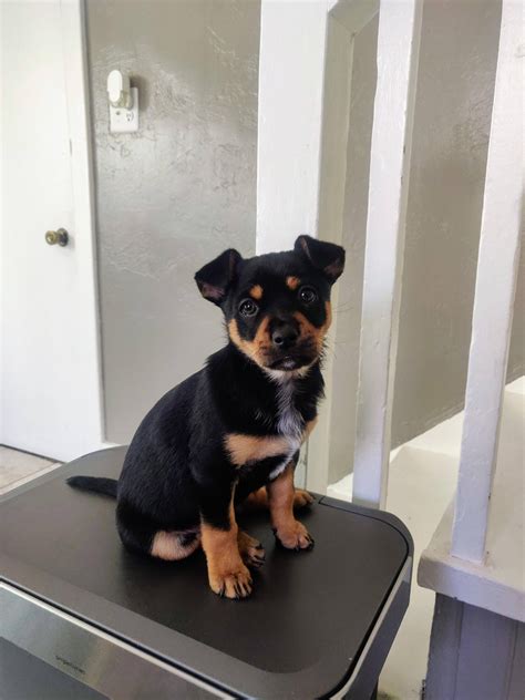this is noodle, 10 wk old chihuahua / blue heeler mix : rarepuppers