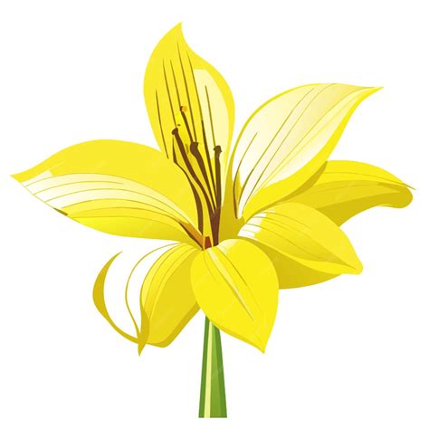 Yellow daylily flower vector illustration | Premium AI-generated vector