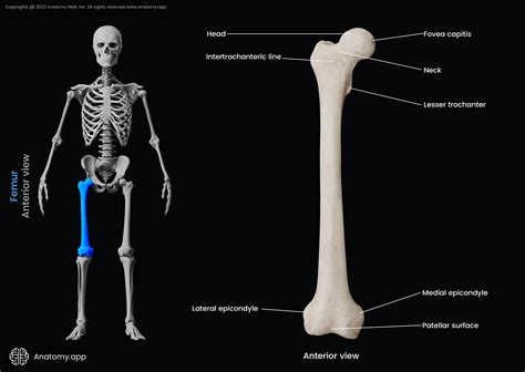Parts Of Femur Anatomy At Hunter Berry Blog