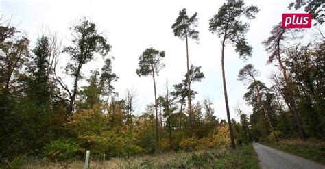 B Ume F R Den Eschollbr Cker Wald Mittelhessen