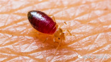 科普 臭虫的生物特性与危害 成都溯本源病虫害防治服务有限公司