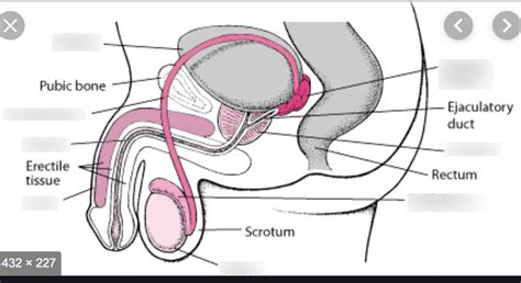 IMS- embryology- male reproductive system diagram Diagram | Quizlet