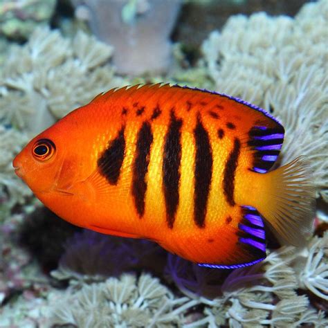 Flame angelfish - Alchetron, The Free Social Encyclopedia