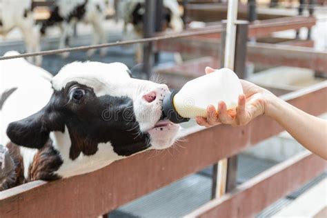 Baby Cow Feeding on Milk Bottle by Hand Man Stock Image - Image of ...