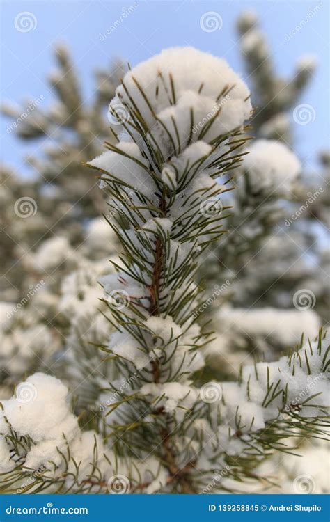 Snow on the Branches of a Pine Tree in the Nature Stock Image - Image ...