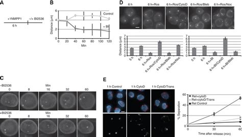 Plk1 inhibition results in reversal of centrosome separation in G2 ...