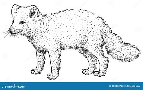 Песец раскраска (Много фото!) - drawpics.ru